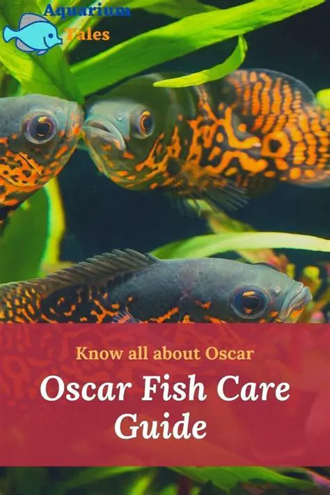 LMZHOSCAR Ikan: Unveiling the Beauty and Care of Oscar Fish