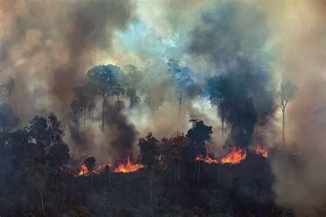 Local Effects of Burning Rainforests