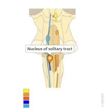 Location of the Nucleus of the Solitary Tract