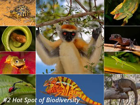 Madagascar: A Biodiversity Hotspot Under Threat