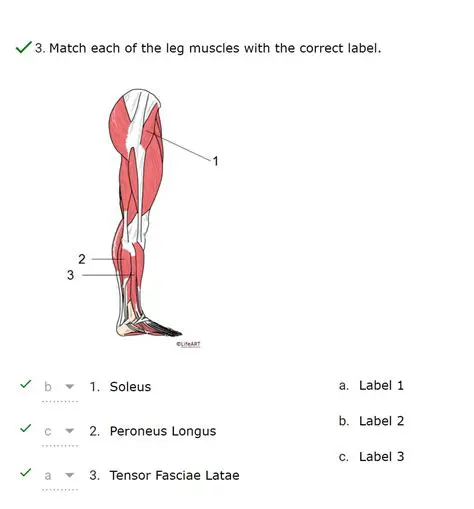 Matching the Leg Muscles with the Correct Label