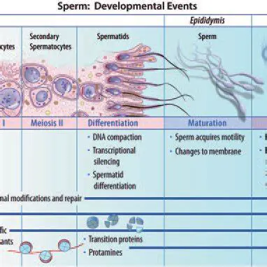 Maturation of the sperm head