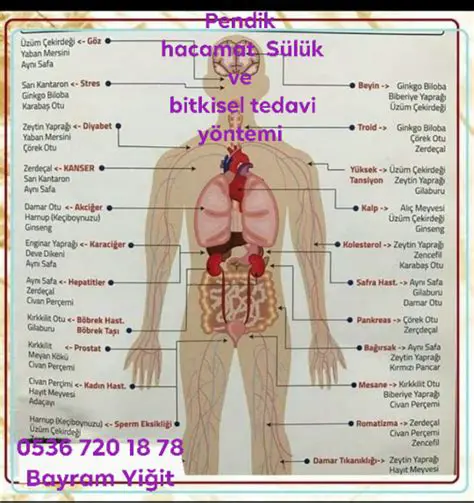 Mayan Uyku Hali Belirtileri