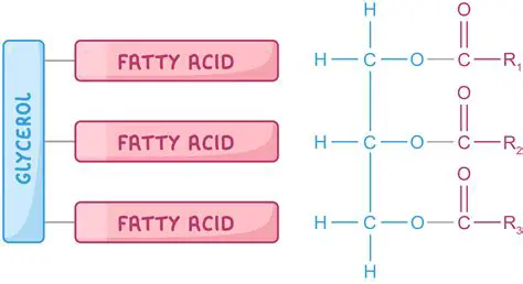 Measurement of Free Fatty Acid Levels