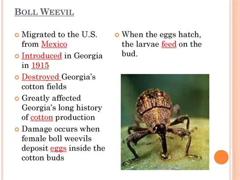 Measures Taken to Mitigate the Effects of the Boll Weevil