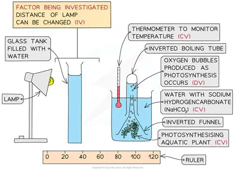 Measuring the initial rate of photosynthesis