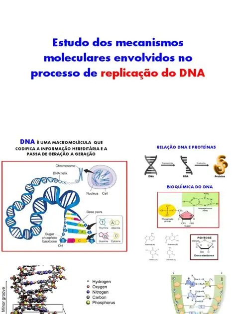 Mecanismos moleculares envolvidos