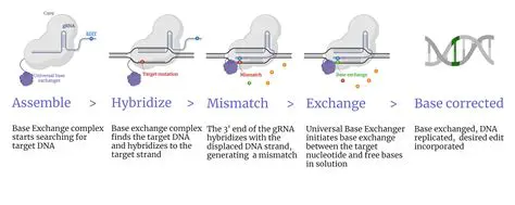 Mechanisms of Base Exchange