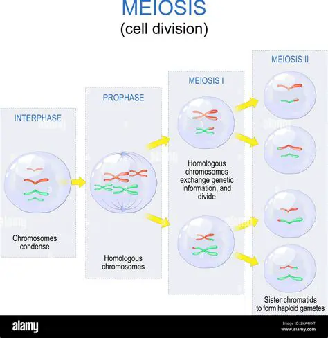 Meiosis Produces Haploid Cells