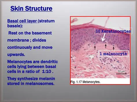 Melanocytes in the Stratum Basale