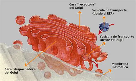 membrana del aparato de Golgi