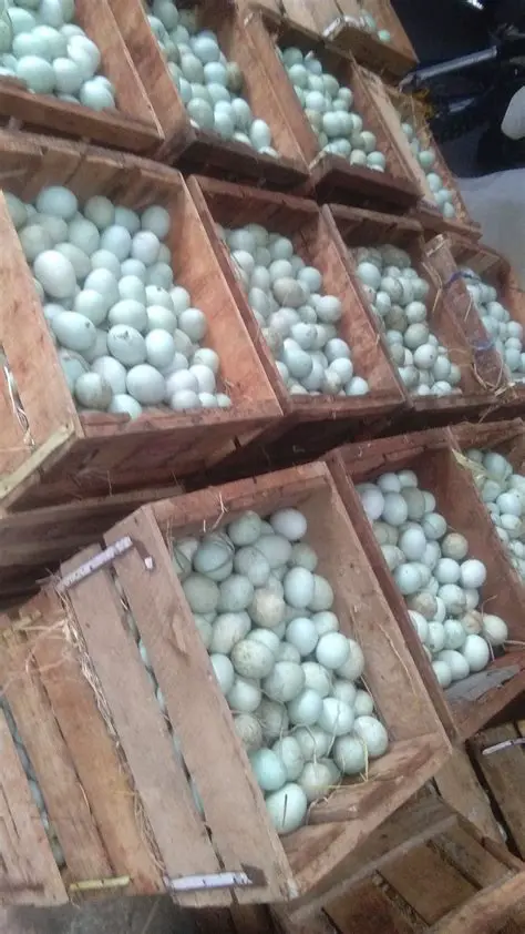 Menghitung Harga Beli Telur