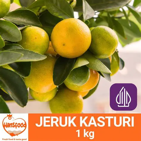 Menjelajahi Asal-Usul Jeruk Kasturi: Buah Tropis yang Menyegarkan