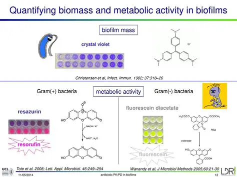 Methods for Quantifying Biomass
