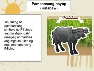 Mga Katangian ng Kalabaw Pantinig