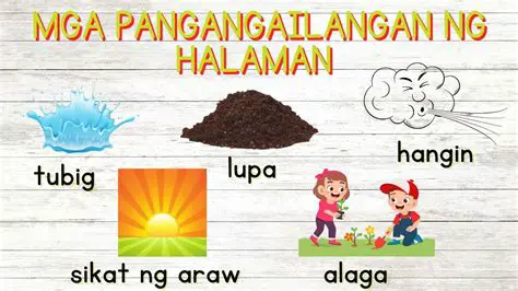 Mga Pangunahing Mungkahi upang Mapalago ang mga Halaman