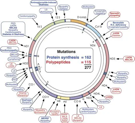 Mitochondrial encephalomyopathies