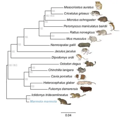 Morphological Similarities between Species