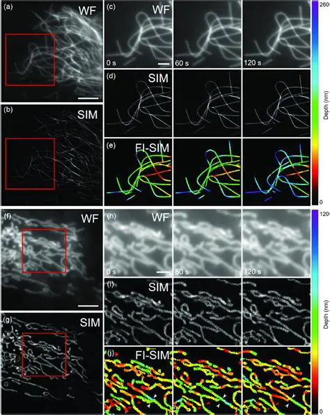 Multichannel and Time Lapse Imaging