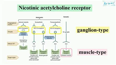 Muscle nicotinic receptors