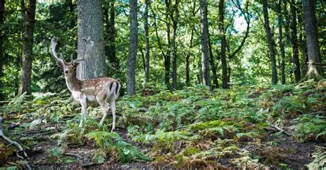 Wat te doen **Na de Jacht**: Een Gids voor Jagers en Natuurliefhebbers