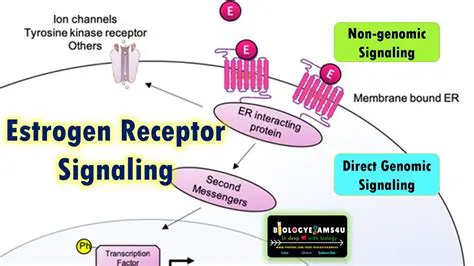 Negative Estrogen Receptors and Negative Progesterone Receptors
