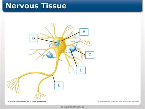 Nervous Tissue as a Sample