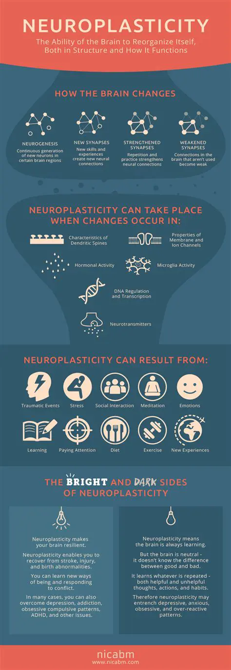 Neuroplasticity and the Aging Brain