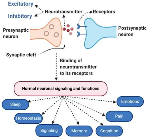 Neurotransmitter interactions