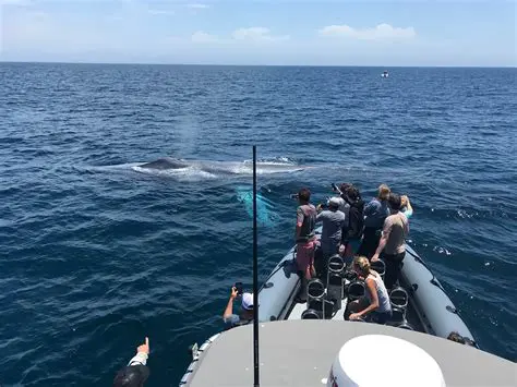 Newport Coastal Adventure: Unforgettable Whale Watching in Southern California