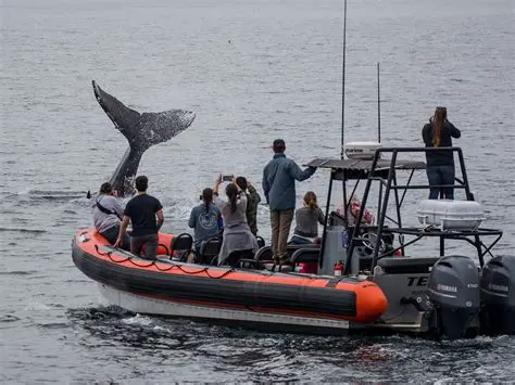 Unveiling the Wonders of Newport Coastal Adventure: A Whale Watching Expedition