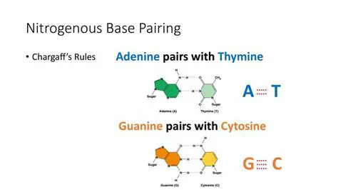 Nitrogenous Bases and Their Pairing Rules