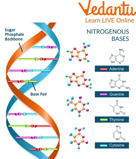 Nitrogenous Bases in DNA and RNA