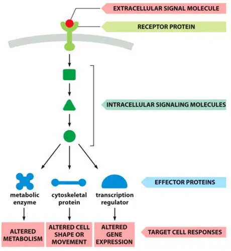 No change in cell shape or volume