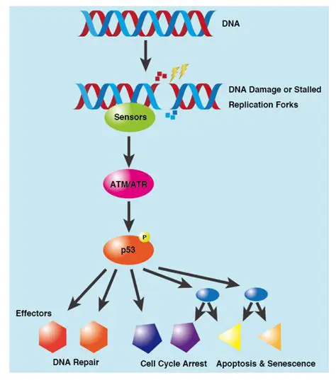 One of the primary reasons was to supplement their own military forces