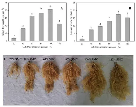 Optimal Substrate and Vegetation