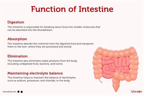 Other Functions of the Small Intestine