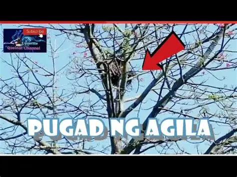 Pagpapalakad ng Pugad ng Agila