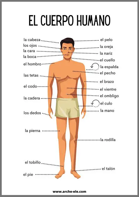 Palabras Relacionadas con el Cuerpo Humano