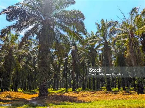 Palm Oil Growth in Simalungun Regency