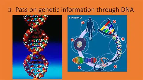 Pass on genetic information