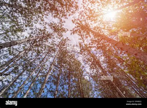 Peaceful and Calming Atmosphere