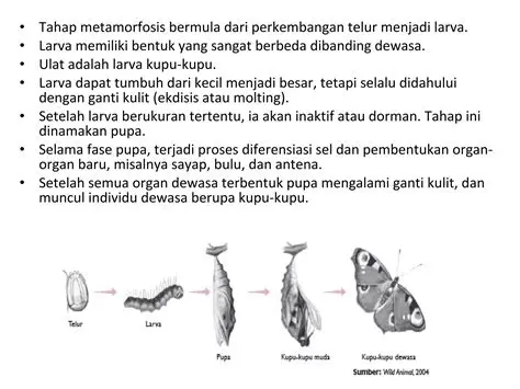 Pembentukan individu dewasa