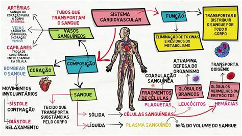 Perguntas e Respostas sobre a Anatomia do Sistema Vascular