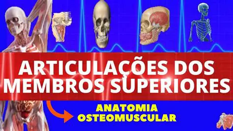 Perguntas e Respostas sobre a Anatomia dos Membros Superiores