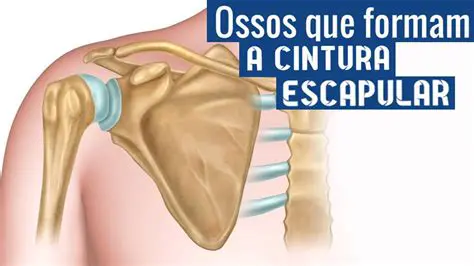 Perguntas e Respostas sobre a Cintura Escapular