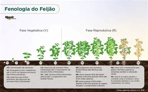 Perguntas e Respostas sobre a Fenologia da Soja