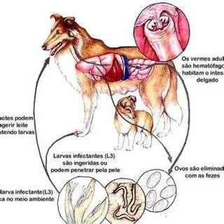 Perguntas e Respostas sobre Ancylostoma caninum e Pseudalopex gymnocercus
