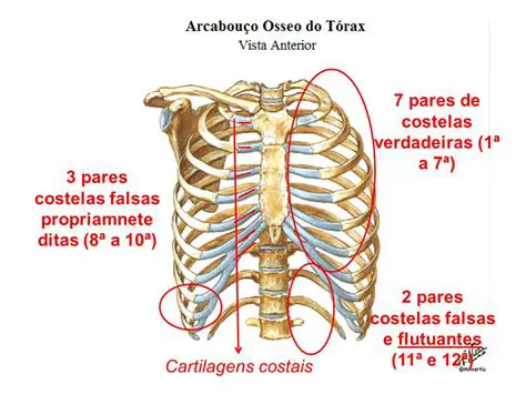 Perguntas e Respostas sobre as Costelas Falsas