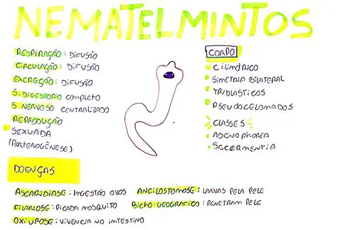 Perguntas e Respostas sobre Nematelmintos